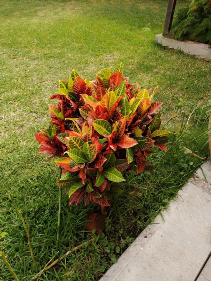 Hotel Quinta Del Descanso Cuautla  Eksteriør billede
